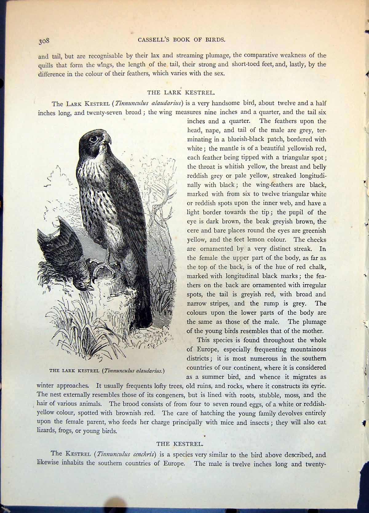 Old Antique Print Lark Kestrel Tinnunculus Alaudarius European Bird C1874 19th