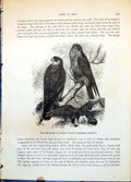 Antique Old Print Red-Footed Or Evening Falcon Erythropus Vespertinus C1874