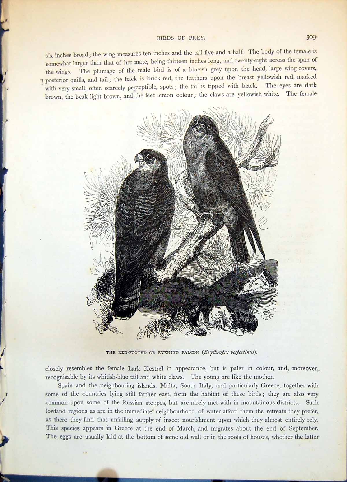 Antique Old Print Red-Footed Or Evening Falcon Erythropus Vespertinus C1874