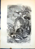Old Print The Baltimore Bird Group Woven Dangling Nest Tree Steamer C1874 19th