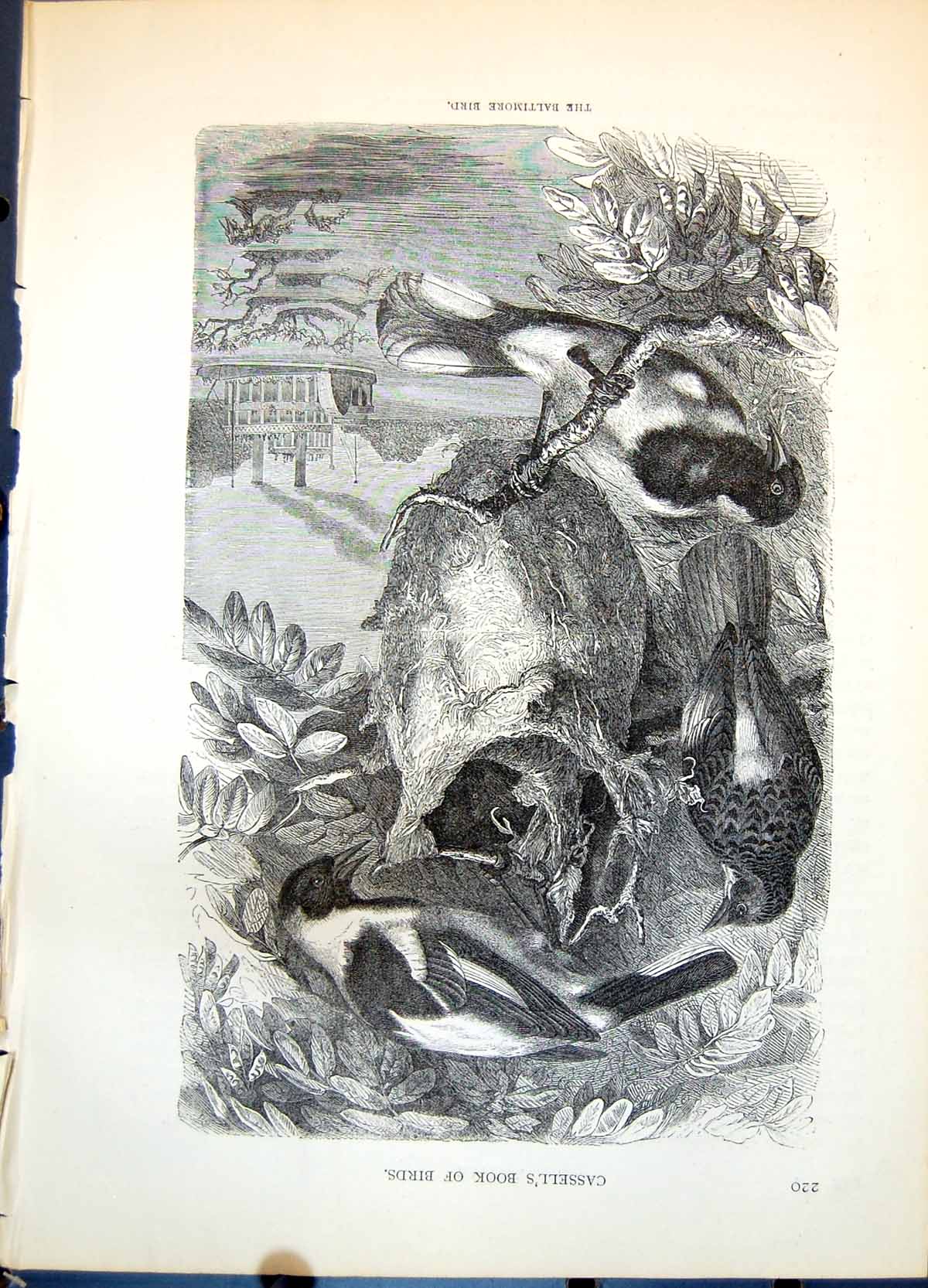 Old Print The Baltimore Bird Group Woven Dangling Nest Tree Steamer C1874 19th