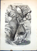 Antique Old Print The Java Weaver Bird (Baya) And Nests Woven Dangling C1874