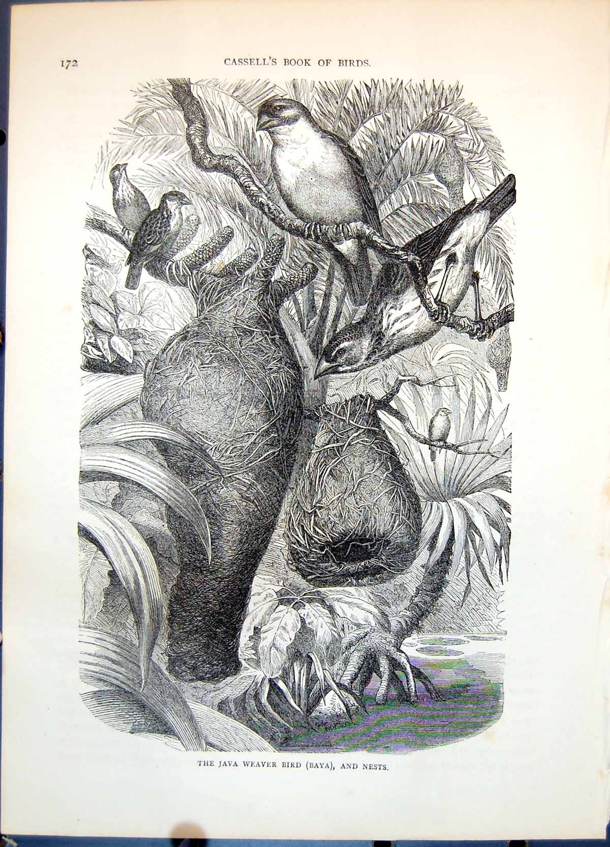 Antique Old Print The Java Weaver Bird (Baya) And Nests Woven Dangling C1874