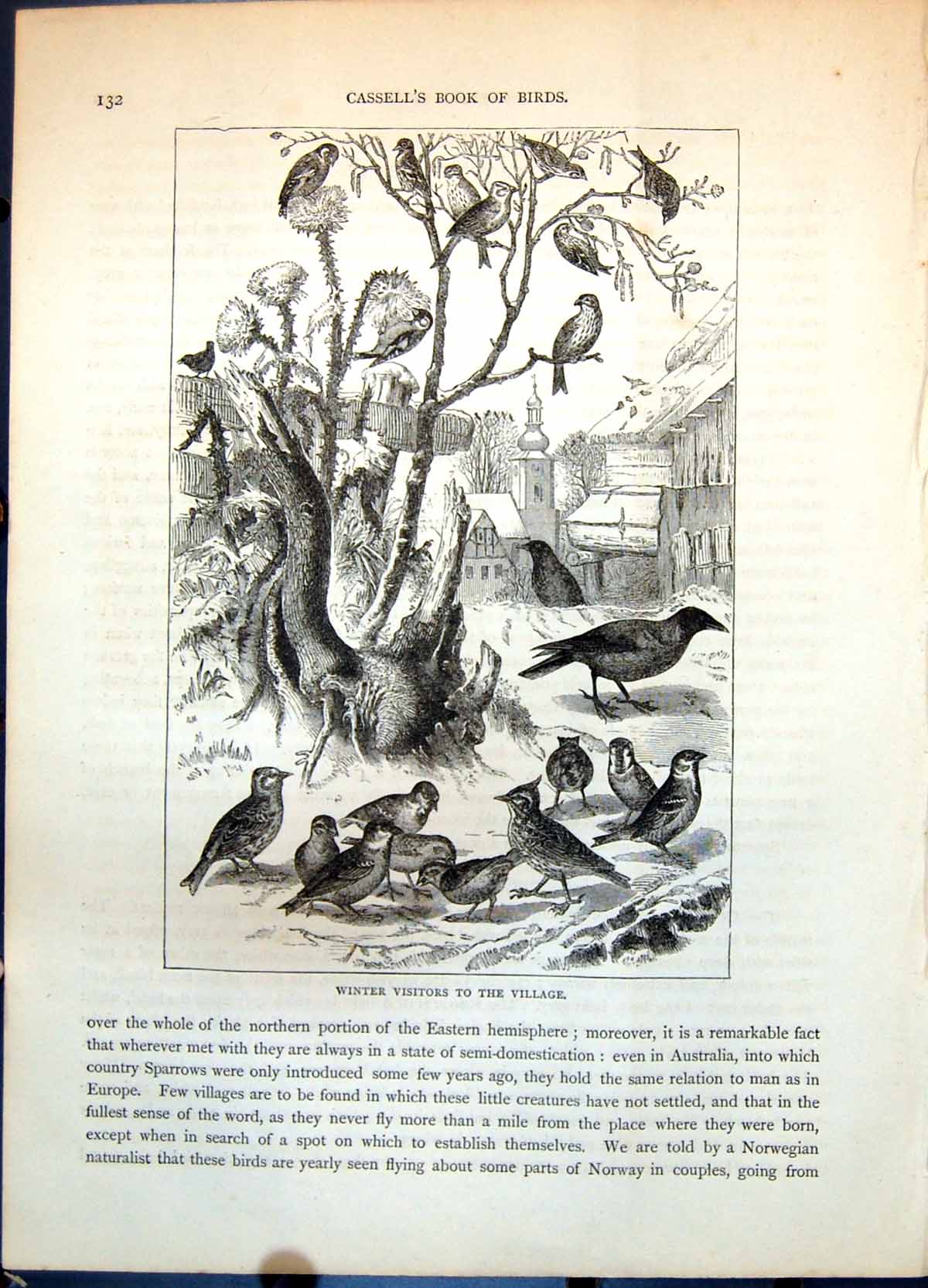 Old Print Winter Visitors To Village Range Small Birds Seeds Ground C1874 19th