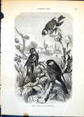 Antique Print Siskin Bullfinch And Gfinch Thistle Heads Alder Cones C1874 19th