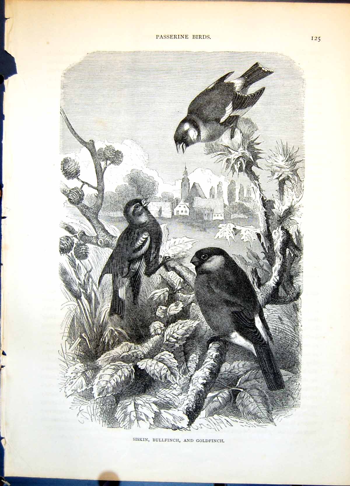 Antique Print Siskin Bullfinch And Gfinch Thistle Heads Alder Cones C1874 19th
