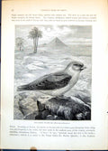 Antique Print The Desert Trumpeter Bird Bucanetes Githogeneus Pyramid C1874