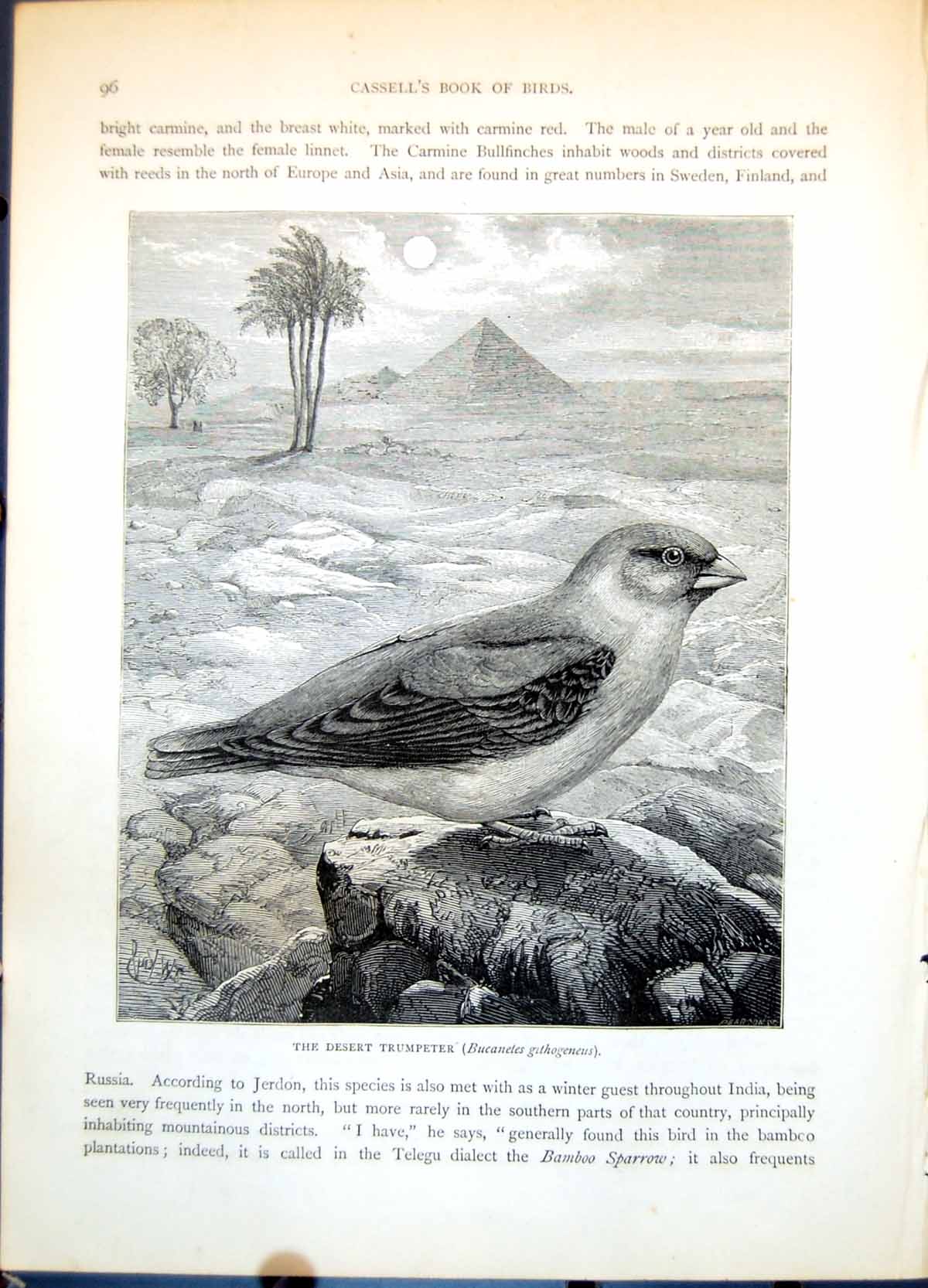Antique Print The Desert Trumpeter Bird Bucanetes Githogeneus Pyramid C1874