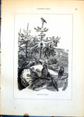 Old Antique Print Cross-Bills Loxiae Pine Trees Cones Group Snowy C1874 19th