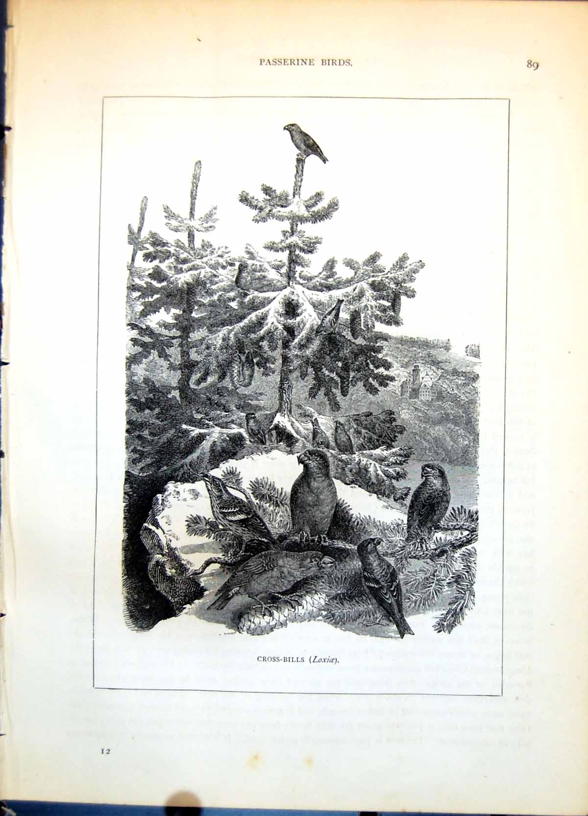 Old Antique Print Cross-Bills Loxiae Pine Trees Cones Group Snowy C1874 19th
