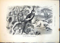 Old Print The Corella Nymphicus Novae Hollandicae Tree Bathing Birds 1874 19th