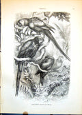 Antique Print Scarlet Macaw Ara Macao Group Four Tropical Vegetation C1874 19th