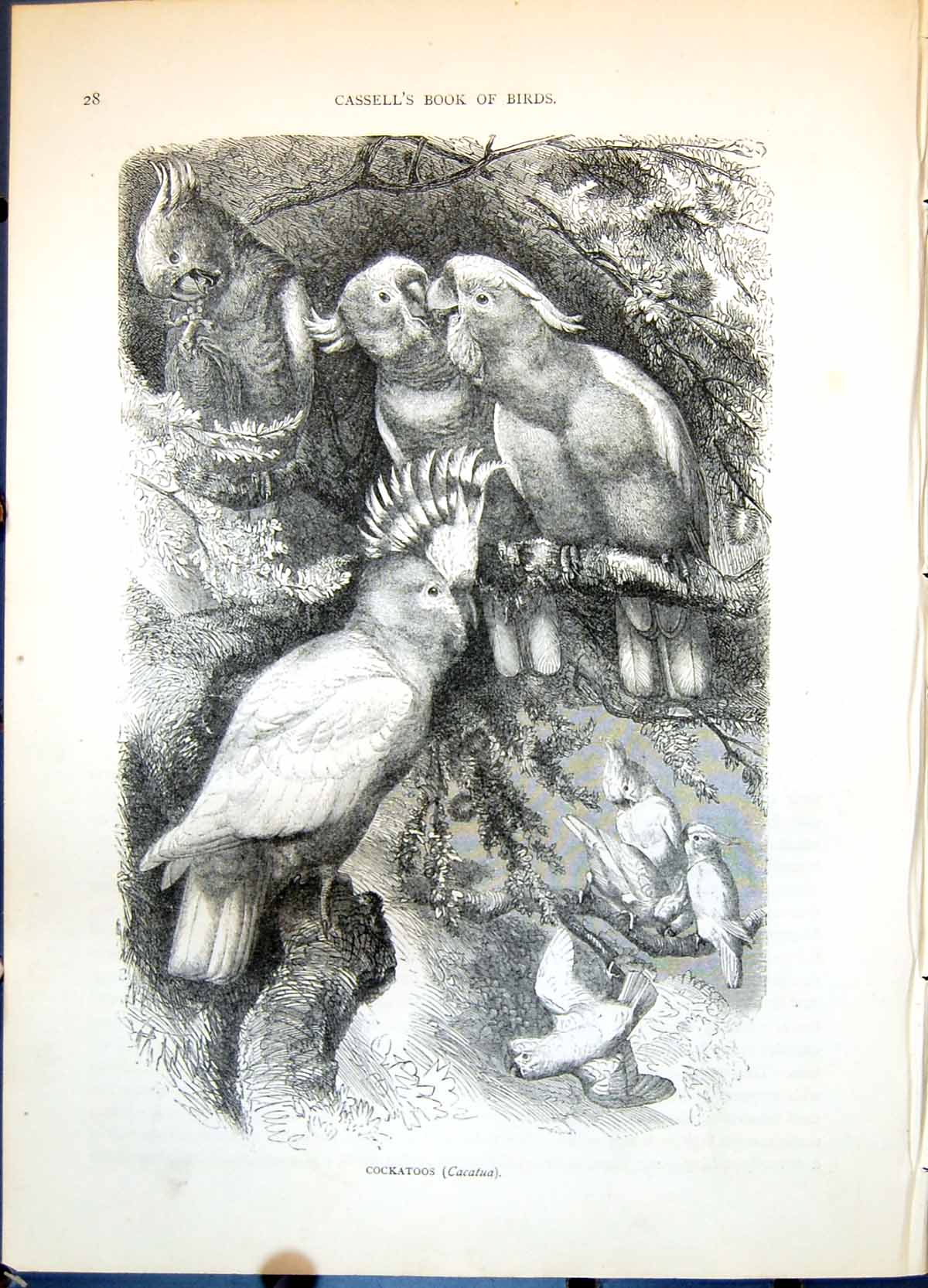 Old Antique Print Cockatoos Cacatua Group Eight Birds In Branches C1874 19th