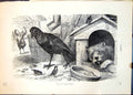 Old Print Raven Corax Nobilis Farmyard Setting Dog Poultry Sparrows C1874 19th