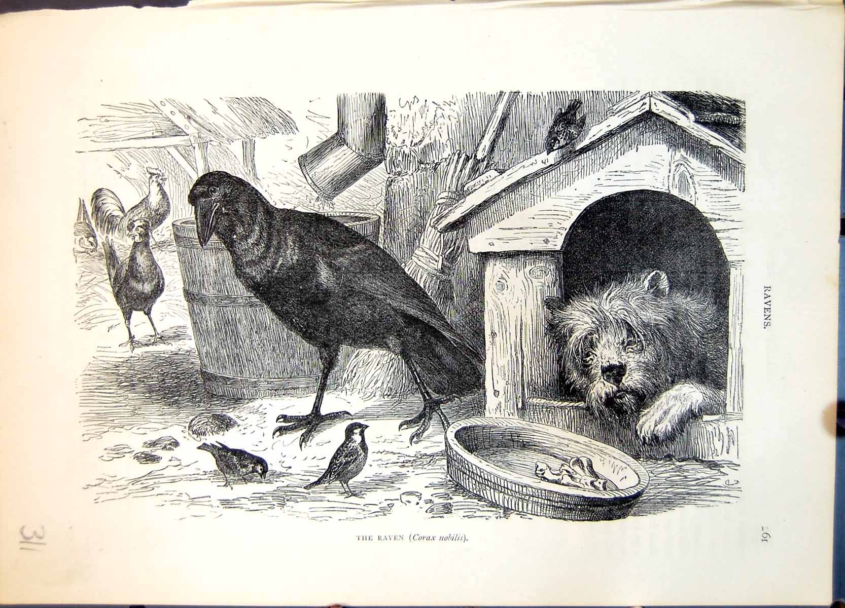 Old Print Raven Corax Nobilis Farmyard Setting Dog Poultry Sparrows C1874 19th