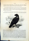 Antique Old Print White-Necked Vulture Raven Scapulated Raven Ground C1874