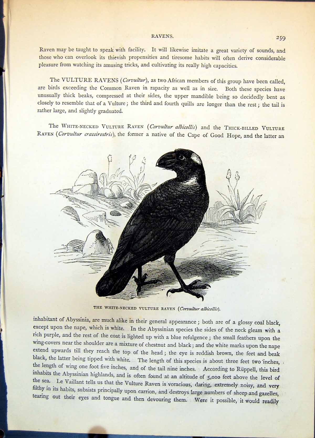 Antique Old Print White-Necked Vulture Raven Scapulated Raven Ground C1874