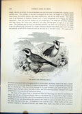 Old Print Alpine Lark Philermos Alpestris Desert Ammomanes Deserti C1874 19th