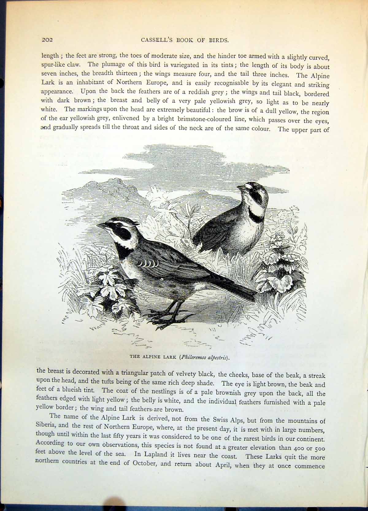 Old Print Alpine Lark Philermos Alpestris Desert Ammomanes Deserti C1874 19th