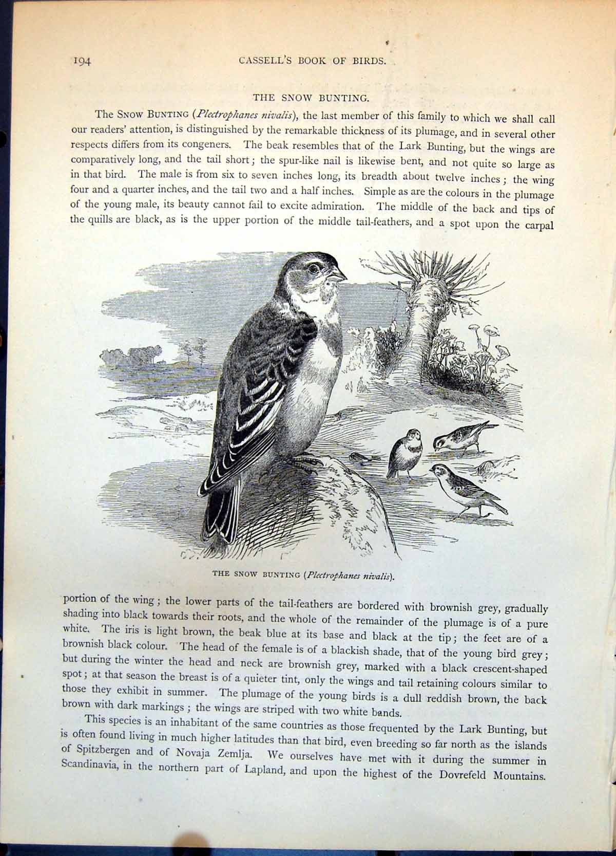 Antique Old Print Snow Bunting Plectrophanes Nivalis Lark Centrphanes C1874