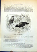 Old Fire Finch Euplectes Petiti Nest South African Weaver Birds C1874 19th