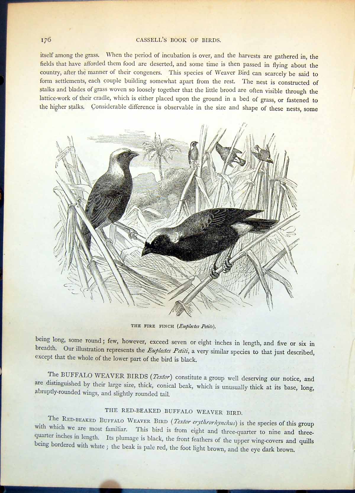 Old Fire Finch Euplectes Petiti Nest South African Weaver Birds C1874 19th