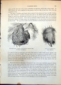 Antique Old Print Nest Male GFronted Weaver Bird Astrilda Slit Open C1874 19th