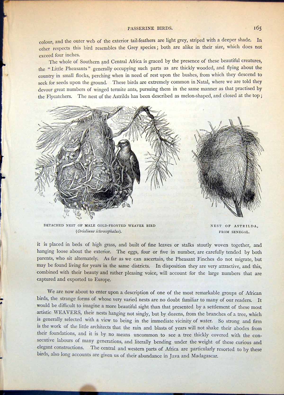 Antique Old Print Nest Male GFronted Weaver Bird Astrilda Slit Open C1874 19th