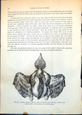 Old Print Young Hatched Chicken Feathers In Egg Nearly At Maturity C1874 19th