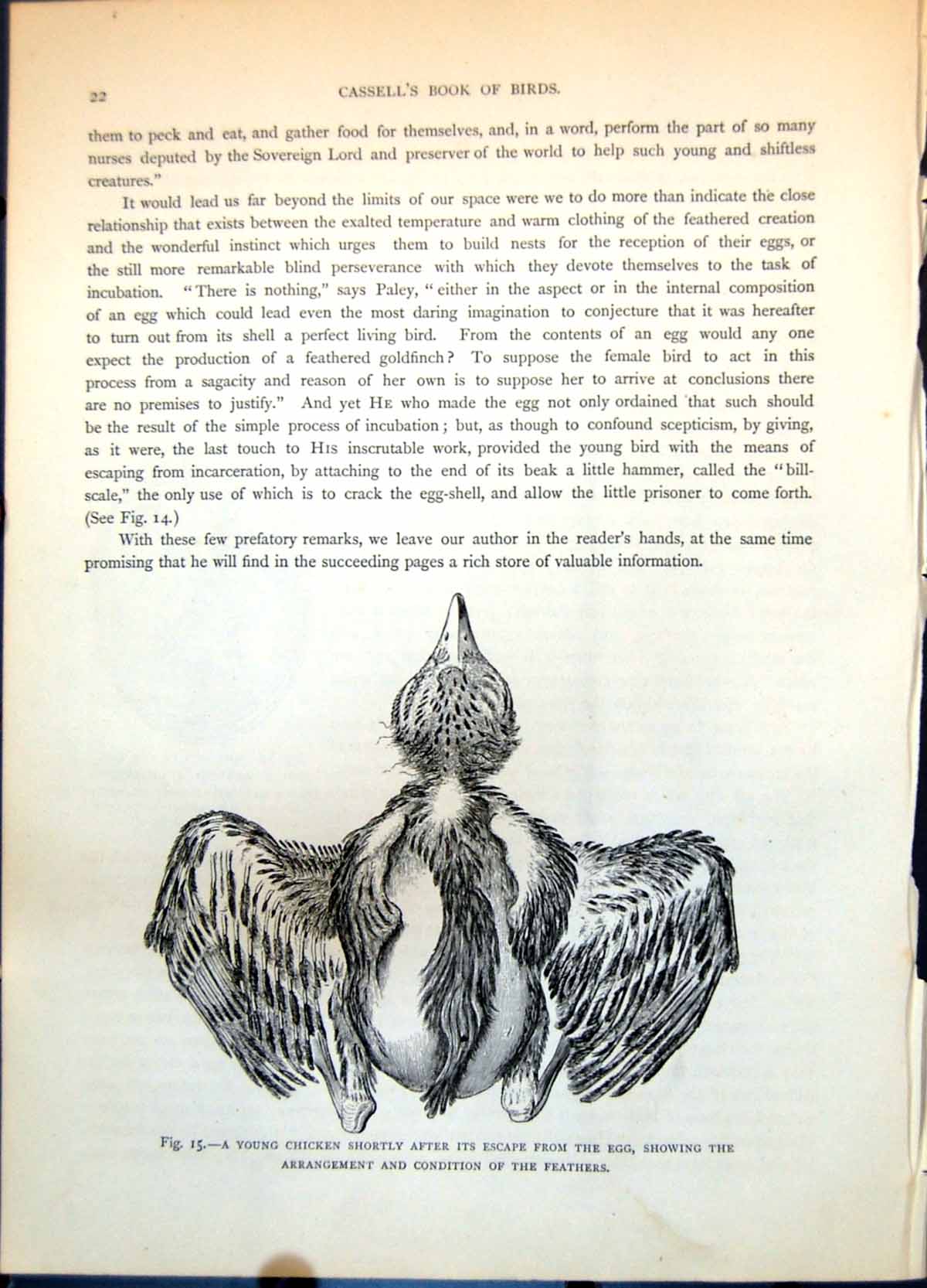 Old Print Young Hatched Chicken Feathers In Egg Nearly At Maturity C1874 19th