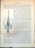Antique Print Tongue Woodpecker Annotated Throat Fowl Parts In Situ C1874 19th