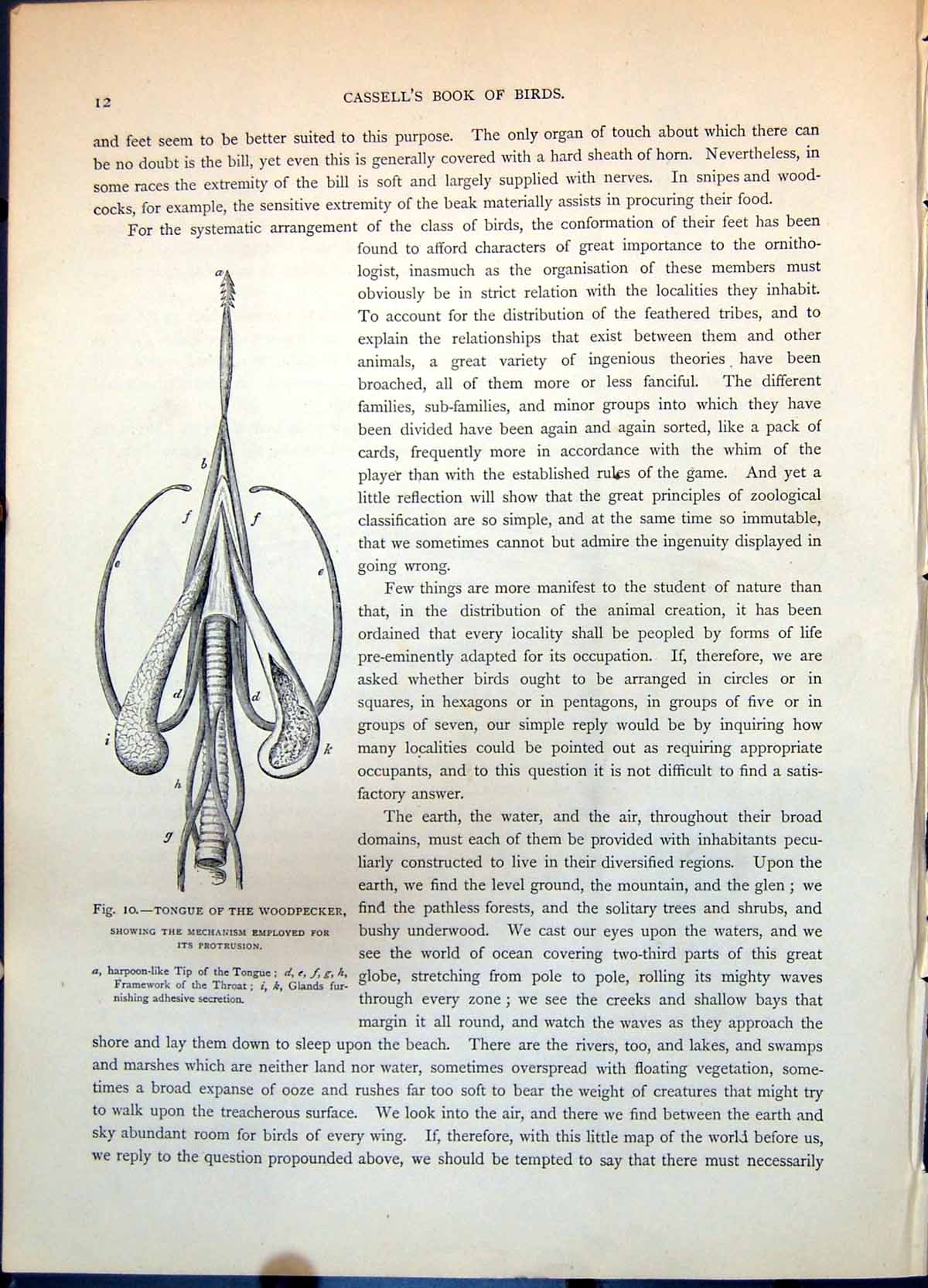 Antique Print Tongue Woodpecker Annotated Throat Fowl Parts In Situ C1874 19th