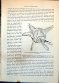 Old Print Muscles Bird'S Eyeball Annotated External Ear Young Owl C1874 19th