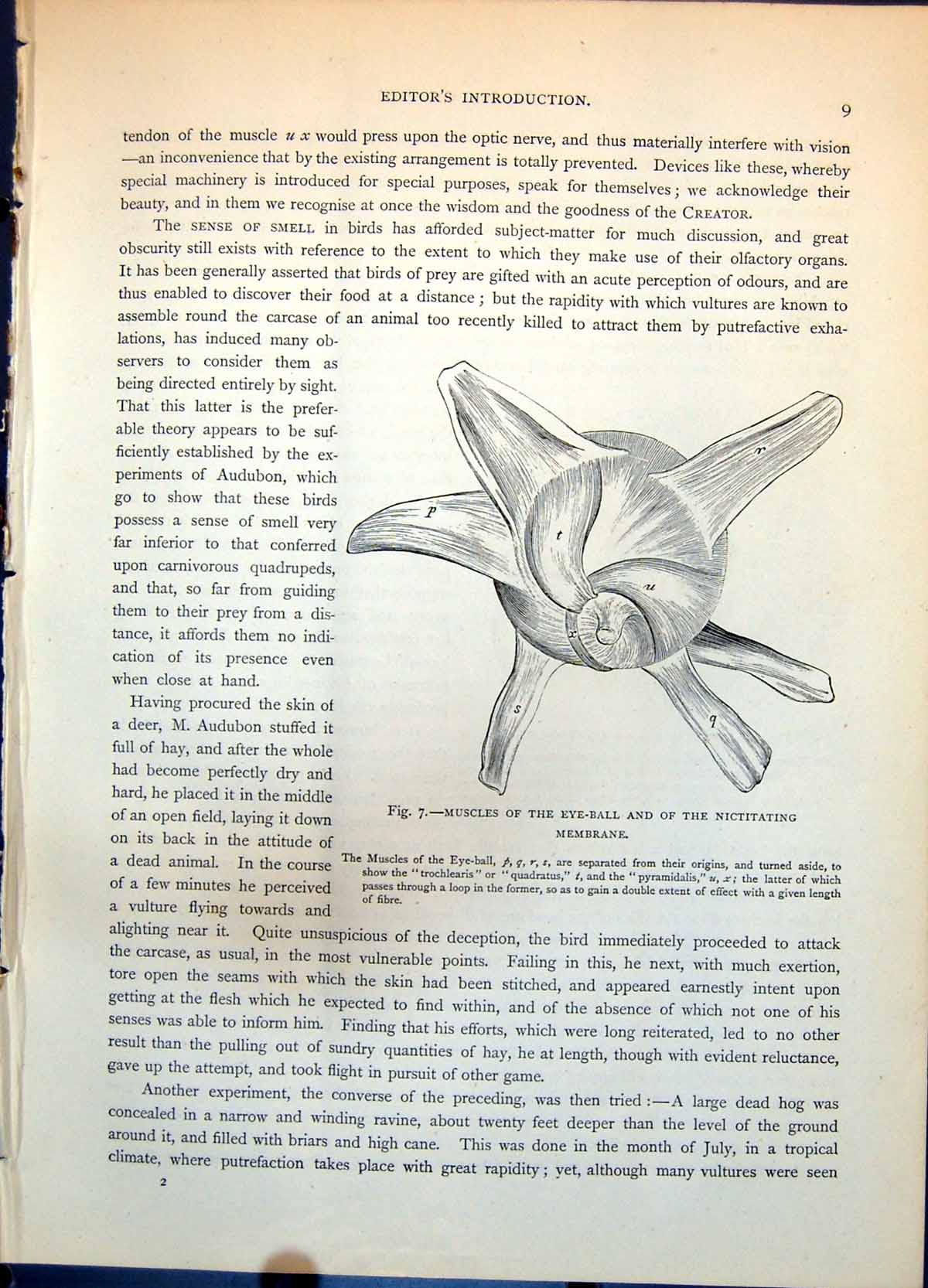 Old Print Muscles Bird'S Eyeball Annotated External Ear Young Owl C1874 19th