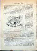 Old Eye Owl Nictitating Membrane Section Head Eagle Structure C1874Victorian