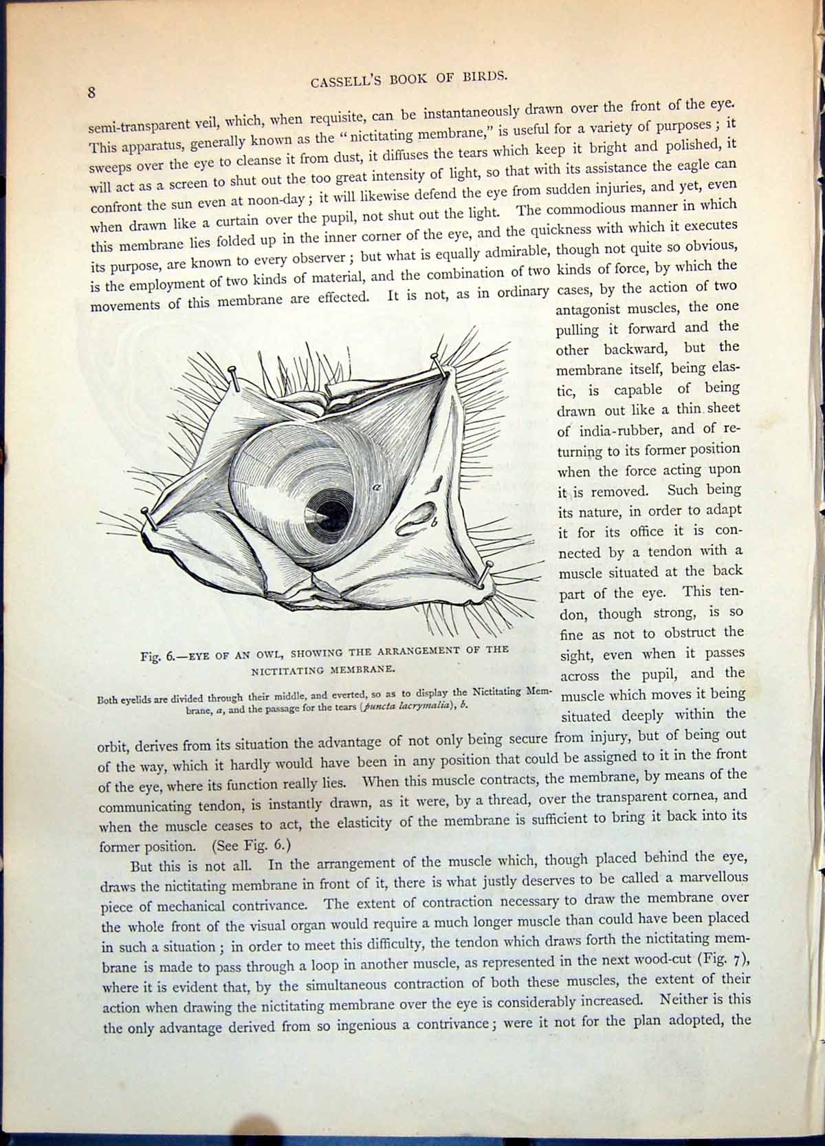 Old Eye Owl Nictitating Membrane Section Head Eagle Structure C1874Victorian