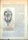 Antique Old Print Head Swan Cygnus Annotated Nascent Feather Chicken C1874