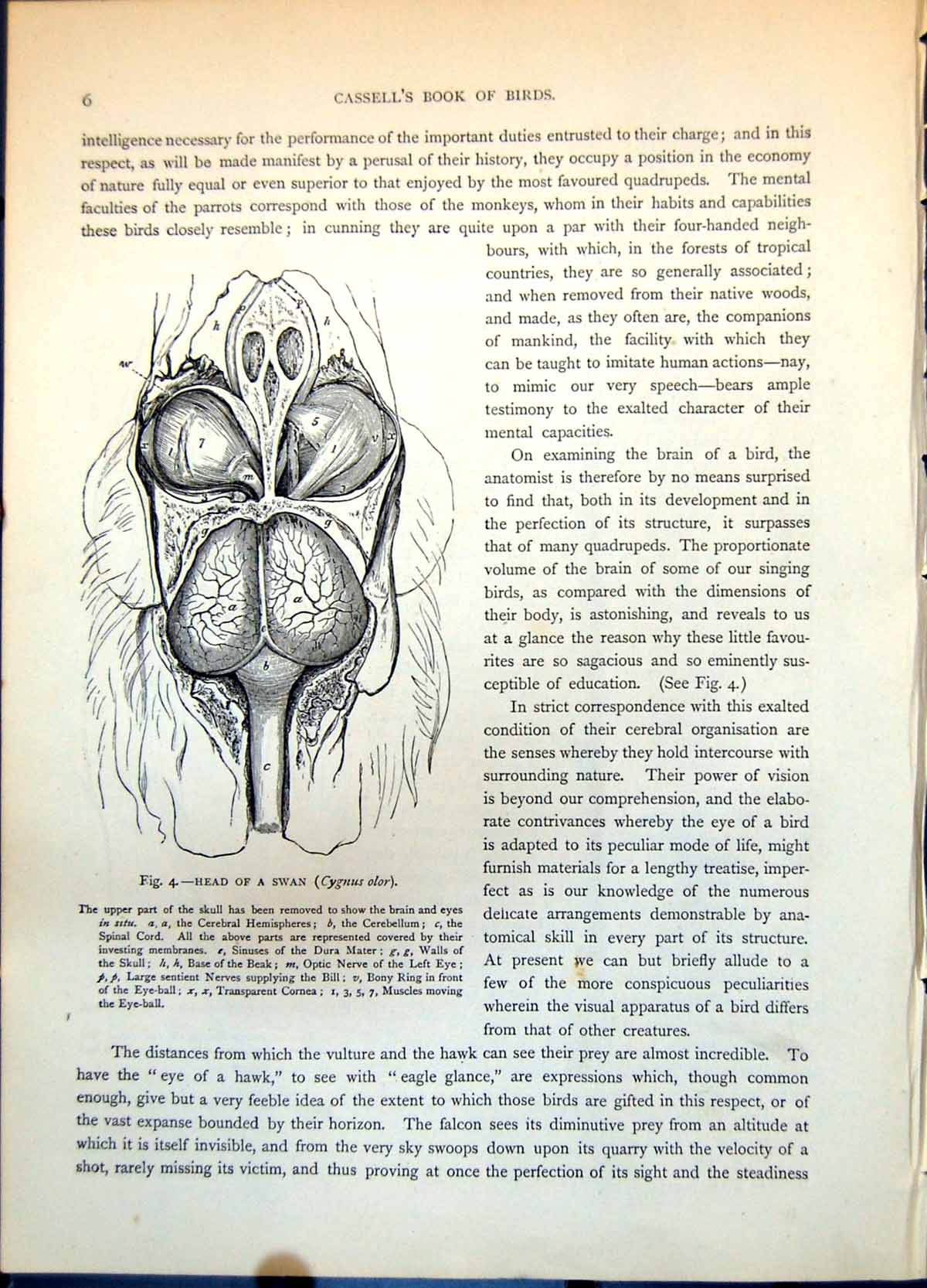 Antique Old Print Head Swan Cygnus Annotated Nascent Feather Chicken C1874