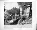 Old Garden Gethsemane Palestine Botanical Mt Corcovado Brazil C1893 106RG 19th