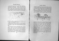 Antique Old Print South Africa Natal Luxurious Cape Town Wynberg Veldt Farms