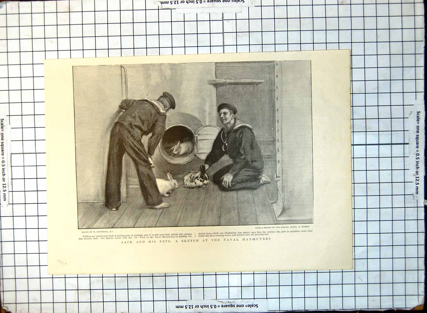 Old Jack Pets Sketch Naval Manoeuvres Rabbits Men Bare Feet 1900 172G Victorian