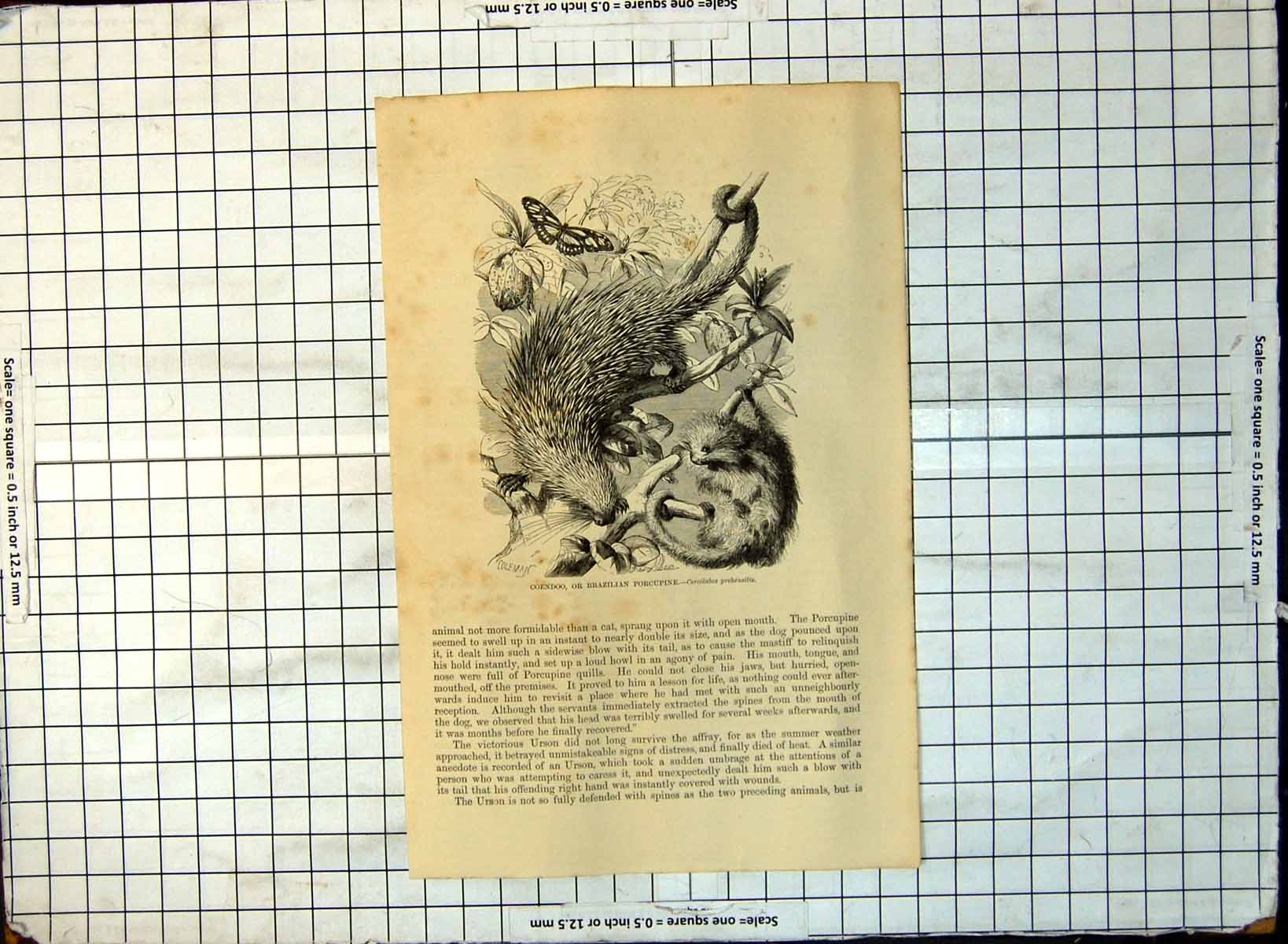 Antique Old Print Coendoo Brazilian Porcupine Cercolabes Prehensilis Tree 174G