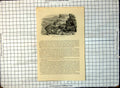 Old Print Hyrax Klip Das Hyrax Capensis W. Coleman Group Rocks Burrow 176G