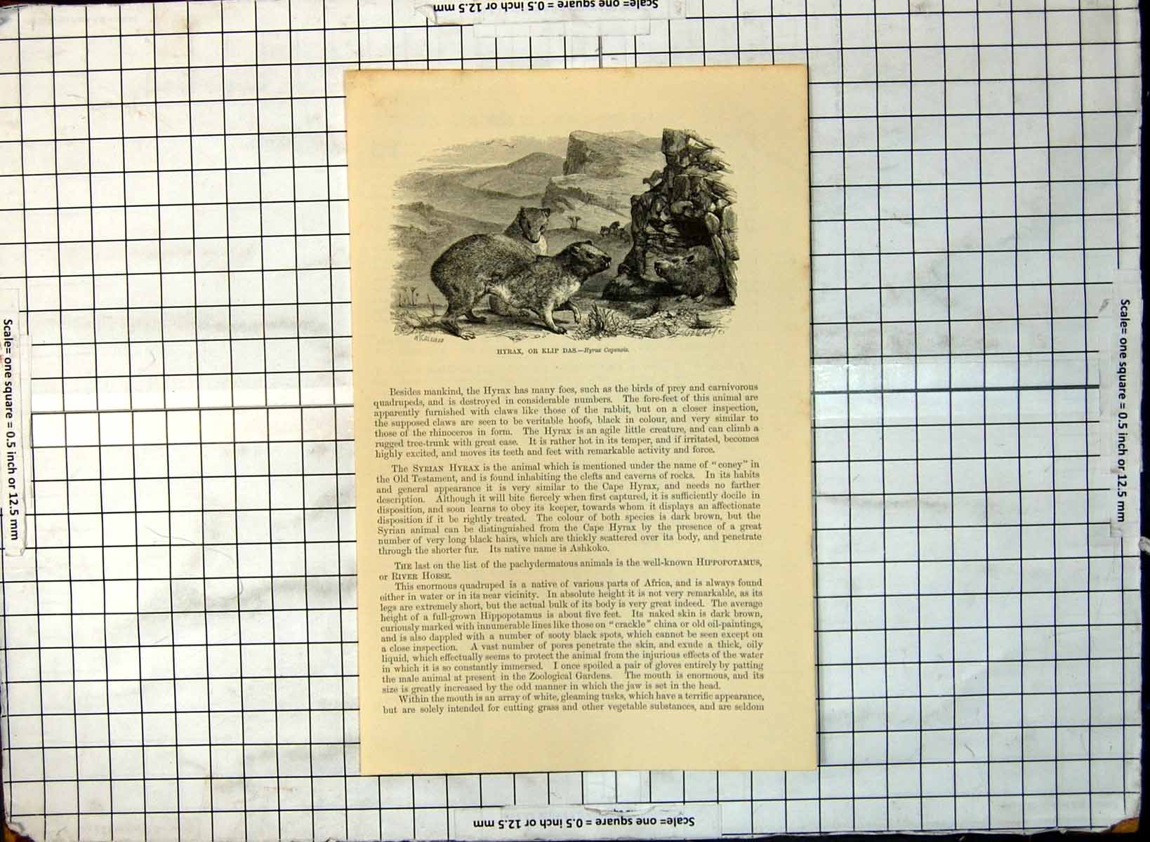 Old Print Hyrax Klip Das Hyrax Capensis W. Coleman Group Rocks Burrow 176G