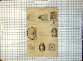 Old Lighthouse Light Details Reflectors Bee-Hive Apparatus Revolving 243G