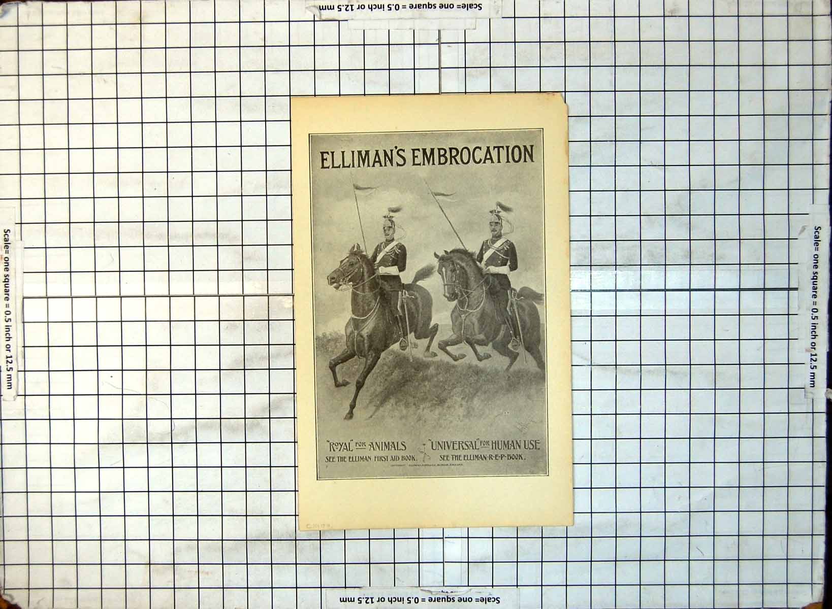 Old Elliman'S Embrocation Royal Animals Universal Human Advert C1900 251G 20th