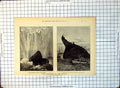 Old Collision Channel Forest Attempt Blow Attaching Torpedoes 1877 316G 19th