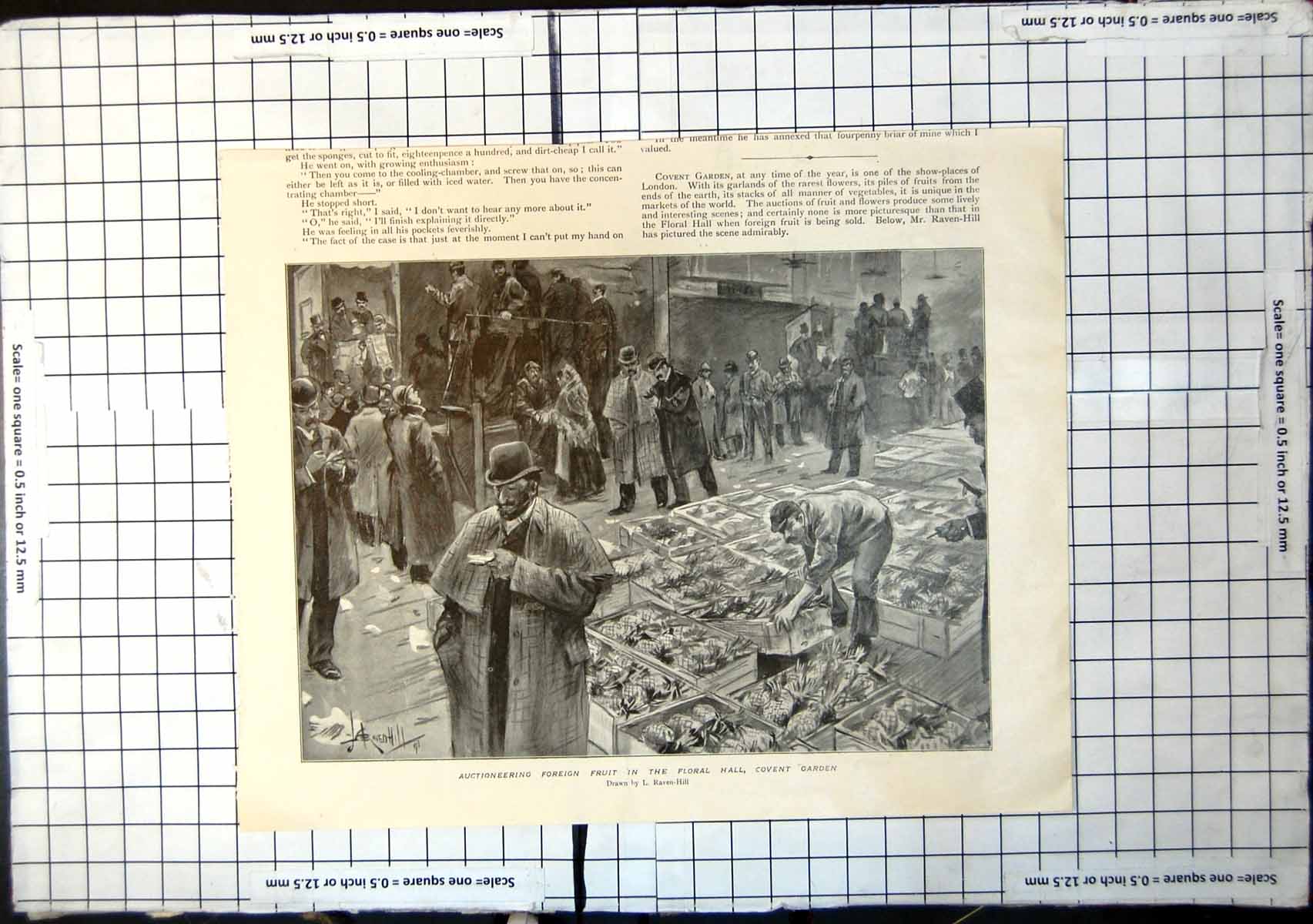 Antique Print Auctioneering Foreign Fruit Pineapples Floral Hall Covent Gdn