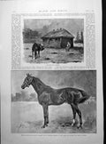 Antique Print Prince Rudolph Stallion Sale Paddock Stud-Groom'S House 1894
