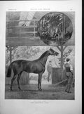 Antique Old Print Common Exercise Ground Childwick Stud Royal Hampton 1892